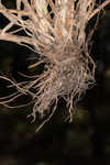 Drooping bulrush